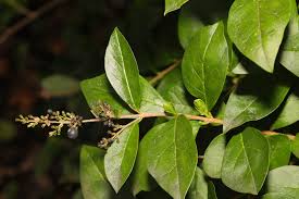 Image result for ligustrum ovalifolium