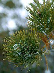Maybe you would like to learn more about one of these? Biology For Kids Non Flowering Plants