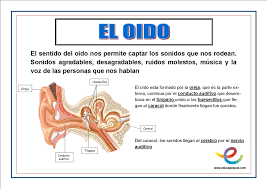 Resultado de imagen de los sentidos para primaria