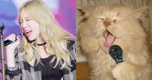 K Pop Idols Are Really Cool And Many People And Animals Want To Be Like Them These 20 Animals Are Trying Their Hardest To Impersona Animals Like Animals Idol