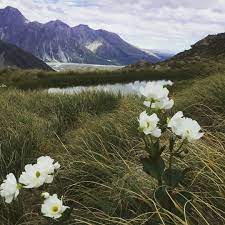 The Mt Cook Lily Ranunculus Lyallii Isn T Actually A Lily It Is In Fact The World S Largest Buttercup New Zealand Landscape Lily Painting Wild Flowers