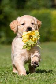 See more ideas about golden retriever, cute dogs, cute animals. 15 Pictures Of The Cutest Golden Retriever Puppies That Will Make Your Heart Melt