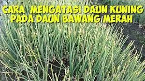 Check spelling or type a new query. Cara Mengatasi Daun Kuning Pada Tanaman Bawang Merah Youtube