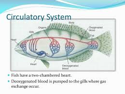 The pumped blood carries oxygen and nutrients to the body, while carrying metabolic waste such as carbon dioxide to the lungs. Circulatory System Of Fish Ppt Circulatory System Of Fish Pdf