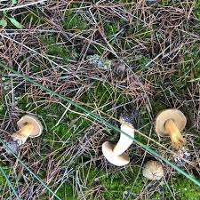 Image result for Suillus punctipes