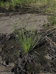 Image result for Eleocharis naumanniana