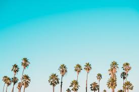 See more ideas about beige aesthetic, aesthetic, beige. Palm Trees Beach Pictures Download Free Images On Unsplash