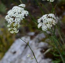 Image result for Pimpinella afra