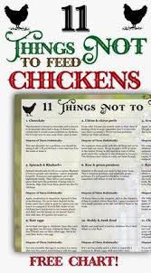 11 things not to feed chickens the best way to dispose of