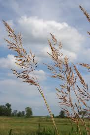 Image result for Sorghastrum