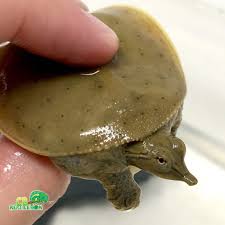 Look at the colour of the turtle. Spiny Softshell Turtle Cb Reptile Geckos For Sale Chameleons For Sale Ball Pythons Tegus Skinks