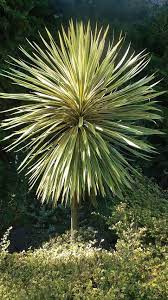 Cordyline Australis Torbay Dazzler Winter Plants Plants Pergola Pictures