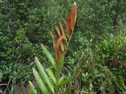 Image result for Acrostichum aureum