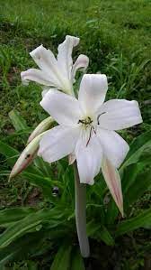The flower color darkens a bit as the flowers age. Set 71 Bulbs Crinum Latifolium Amarilis Amarylldaceae Large Bulb Rare Plant Bulbs Plants Bulbsplants Bulbsplant Planting Bulbs Rare Plants Biennial Plants