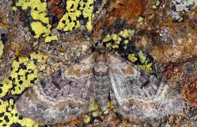 Image result for Eupithecia pulchellata