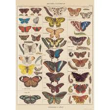 Details About French Butterfly Nature Chart Vintage Style Poster Decorative Paper Ephemera