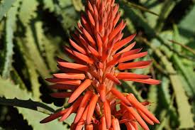 We did not find results for: Torch Aloe Buying Growing Guide Trees Com