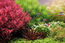 Image result for Xyris asterotricha