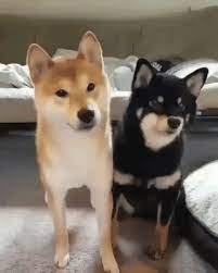 gif my friend and i are very friendly cute funny animals animal hugs cute animals