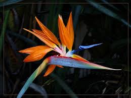Bird Of Paradise Plant For Sale Uk Pin On Gardening