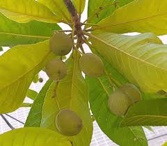 Image result for Canarium schweinfurthii