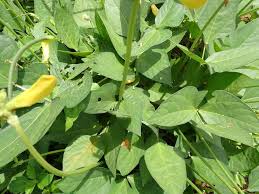 Image result for Vigna reticulata