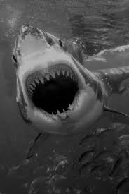 Black And White Shark Stickers Pin By Mindy Greenstein On World Shark Room Great White Shark Attack Great White Shark