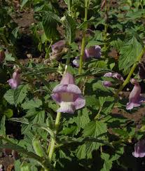 Image result for Ceratotheca sesamoides