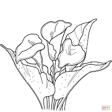 Just print it out and color with your kids. Calla Lily Coloring Page Free Printable Coloring Pages Flower Coloring Pages Coloring Pages Flowers Coloring Pages