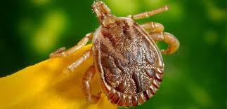 Our flea and tick control service will complete the solution to fully protect your pet. Pci Fleating Services For Ticks And Fleas Control