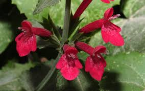 Image result for Polystachya concreta (red-flowered form)