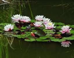 Maybe you would like to learn more about one of these? Adaptasi Morfologi Adalah Jenis Jenis Beserta Contohnya