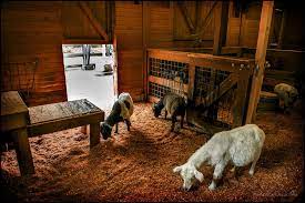 Inside The Barn Goat Barn Goat House Barn