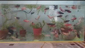 Guy Says It S A 15 Gallon Tank With Over 60 Betta In It Male And Female He S Also Got 4 1 Gallon Tanks And Each Tank Has 2 3 Male And Female Betta