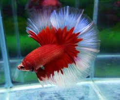 Aquabid Com Halfmoom Betta Auctions Thu Jun 26 22 56 11 2014 Betta Fish Types Betta Betta Fish