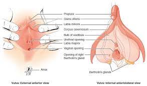 We did not find results for: Anatomy And Physiology Of The Female Reproductive System Anatomy And Physiology Ii