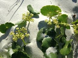 Image result for Hydrocotyle bonariensis