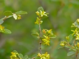 Image result for Grewia flava