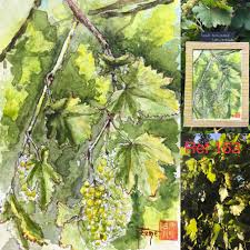 Aquarelle Originale Vendange 2019 Format Carte Postale Demande Par Sms 0673034979 Par Mail H Miguel Wanadoo F Format Carte Postale Carte Postale Postale