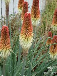 Image result for Kniphofia grantii