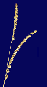 Image result for Eragrostis humidicola