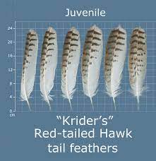 From wikipedia, the free encyclopedia. The Feather Atlas Feather Identification And Scans U S Fish And Wildlife Service Forensics Laboratory