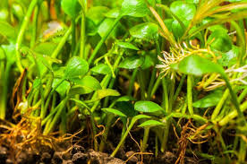 Image result for Marsilea apposita