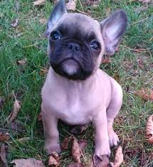 Favorite this post jul 27 Frenchie Pug Puppies For Sale In Fairdale Illinois Classified Americanlisted Com