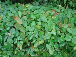 Flowering evergreen vines zone 5, 5 zone evergreen flowering vines Evergreen Vines