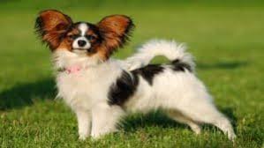 papillon kopek cinsi ve ozellikleri yavru kopek kopek hayvan