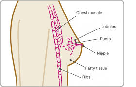 Usually, men have too little breast tissue to be felt or noticed. Fat Necrosis Breast Cancer Now
