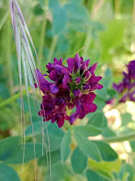 Image result for Medicago sativa