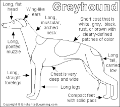 Greyhounds make great runners, but they also make great pets: Greyhound Printout Enchantedlearning Com