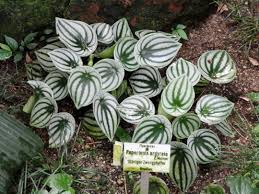 Common names of diseases, the american phytopathological society. Peperomia Growing Radiator Plants And Baby Rubber Plants Epic Gardening